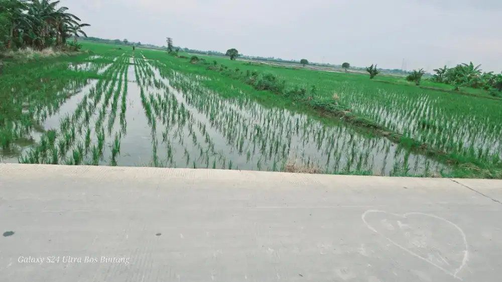 Jual sawah murah