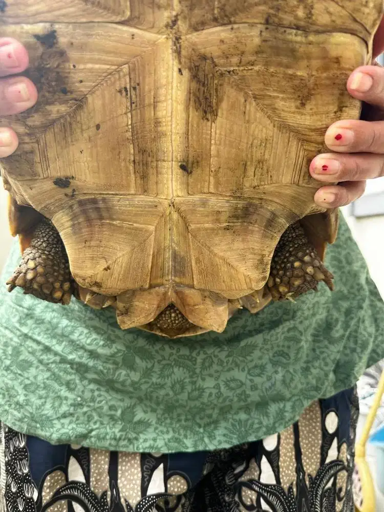 Dijual Cepat Sulcata