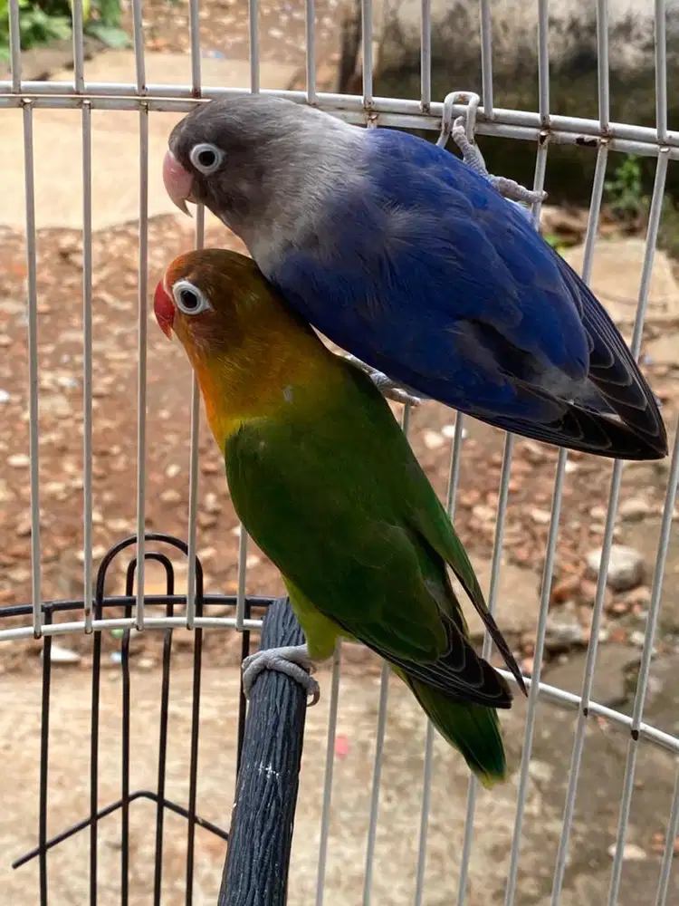 Burung Lovebird Sepasang Dewasa