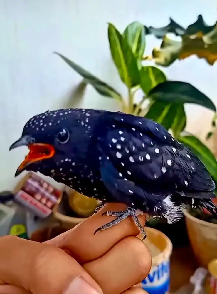 Kedasih hitam mutiara