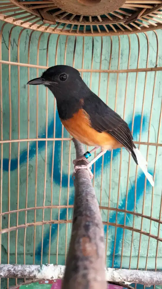 Murai Batu Medan Blorok Jantan Badan Gede Rajin Bunyi Super Prospekan