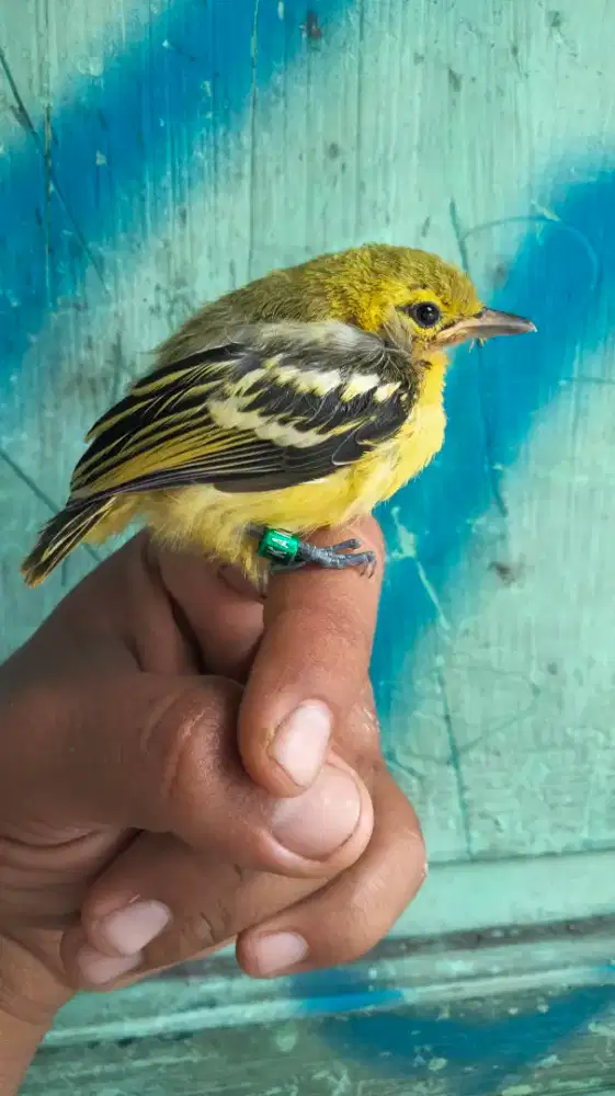 Burung Cipaw Sumatera Ekor Hitam Jantan Jinak Rajin Bunyi