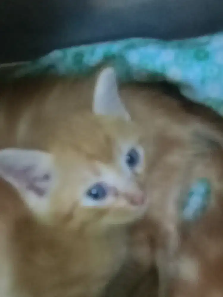 Kucing anggora + anakkan anggora