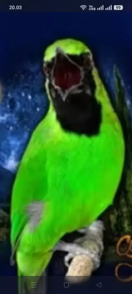 Burung cakjo Bondowoso bunyi nuju gacor  burja