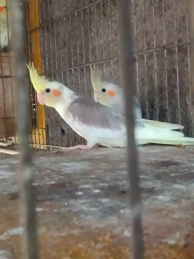 jual falk usia 5 bulan