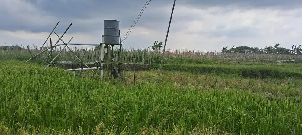 Dijual Sawah Strategis dan Produktif