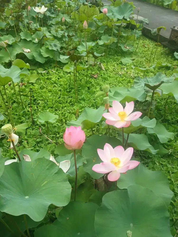 Dibutuhkan admin wanita