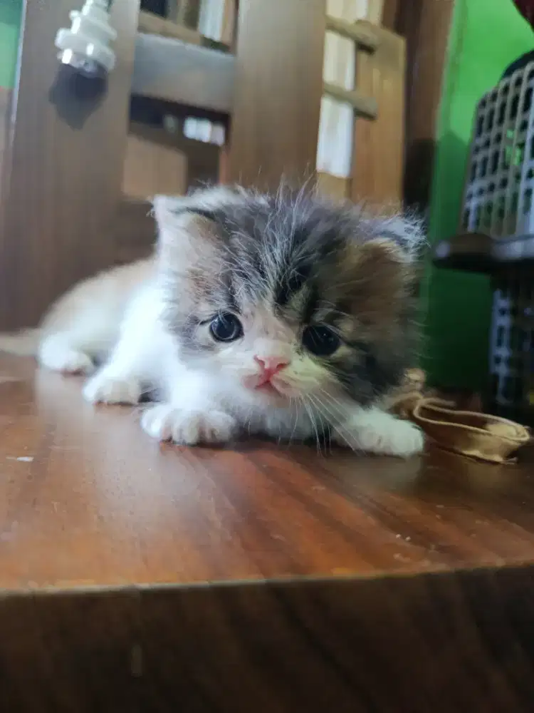 Bsh long hair jantan fold