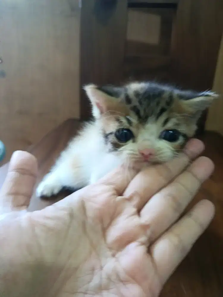 Calico flat nose betina