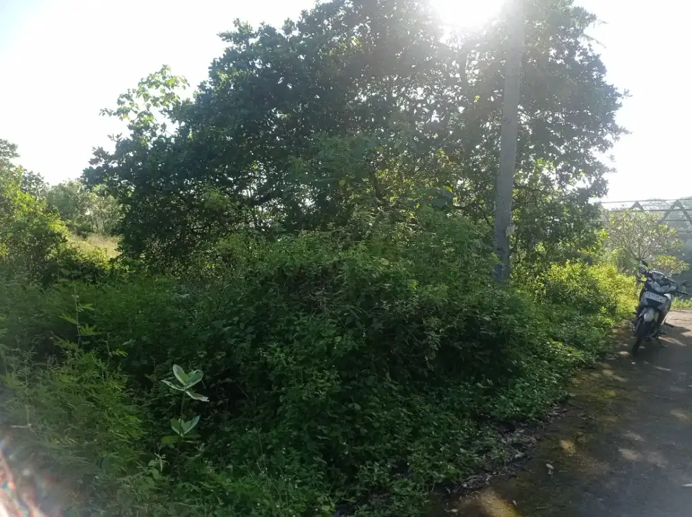 Tanah SHM 1.520m2 Dekat JLS dan Jalan Raya Samas - Srigading , Bantul