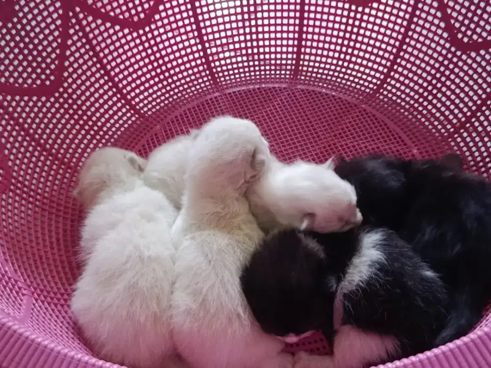 Anakan Munchkin fold x ragdol