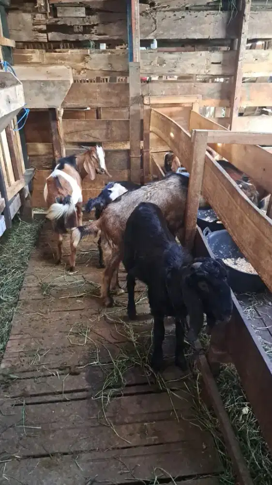 Jual kambing kurban serba super PE. Ssanen..domba rata2 berat  80kg