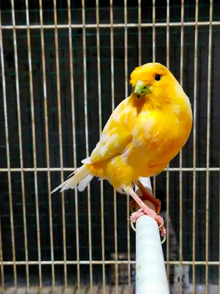 Burung kenari AFS betina siapan