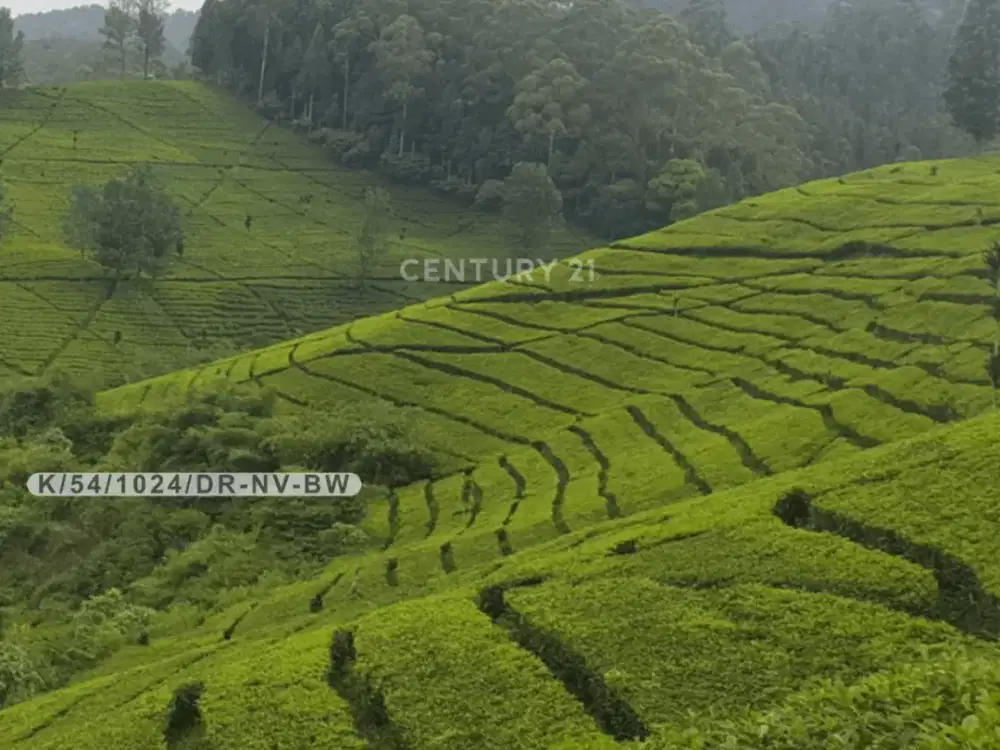 Tanah Kebun Teh Di Pasir Eurih Tenjolaya Ciwidey