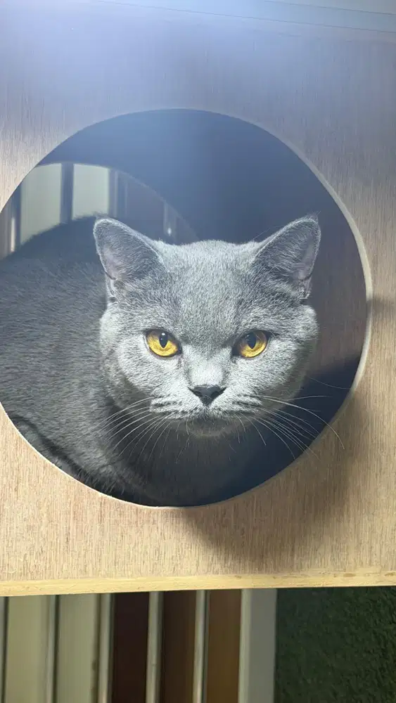 Dijual British Short Hair Murah