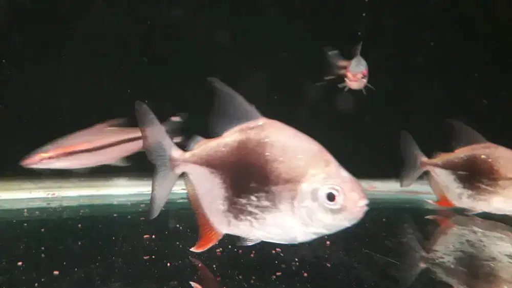 Jual borongan ikan black berry 4e & ikan pontius 6e