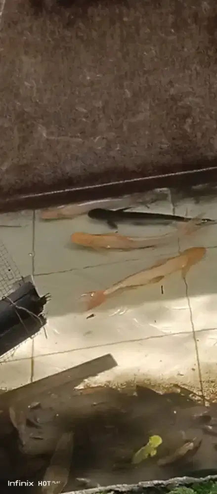 4 ekor patin ukur -+30 cm