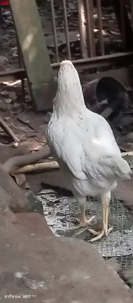 ayam beti siapan dewasa