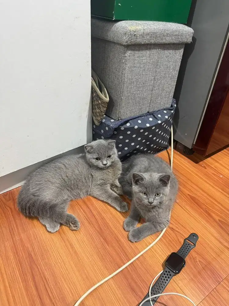 Kitten bsh blue solid