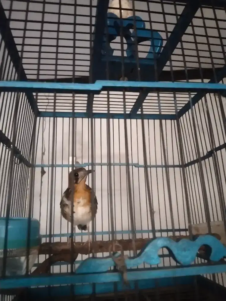 Burung Anis Kembang Trotol