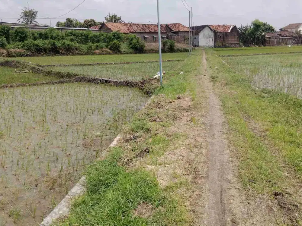 Sawah murah zona kuning 3.535m² muka 16m jln 4m, 100m dari ring roud, sidoharjo sidoharjo Sragen :