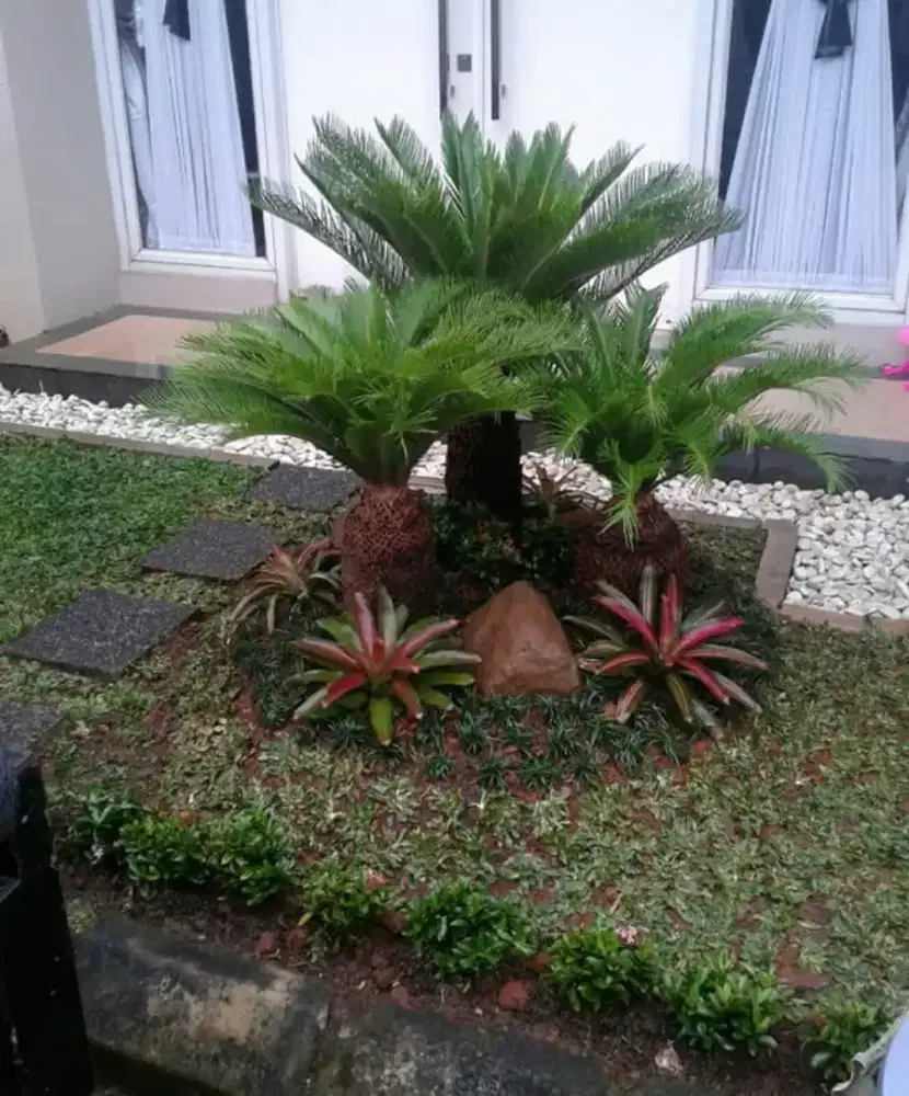 Rumput gajah mini taman