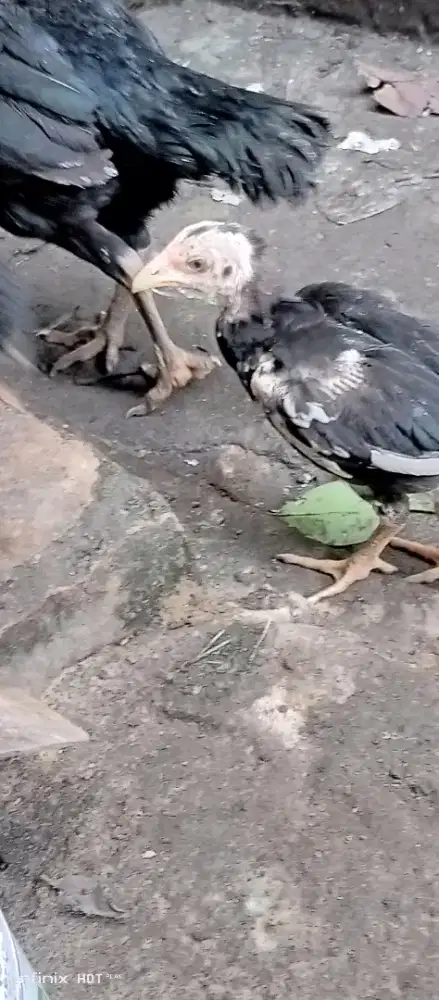 anakan bangkok prediksi jantan