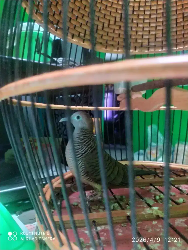 Perkutut crossing dewasa gacor