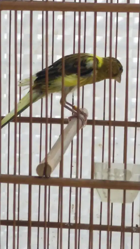 Burung kenari Silangan yasf*gbsf jantan