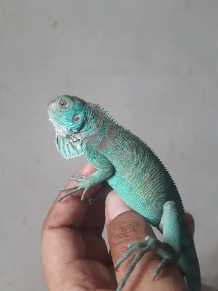 Iguana blue mulus