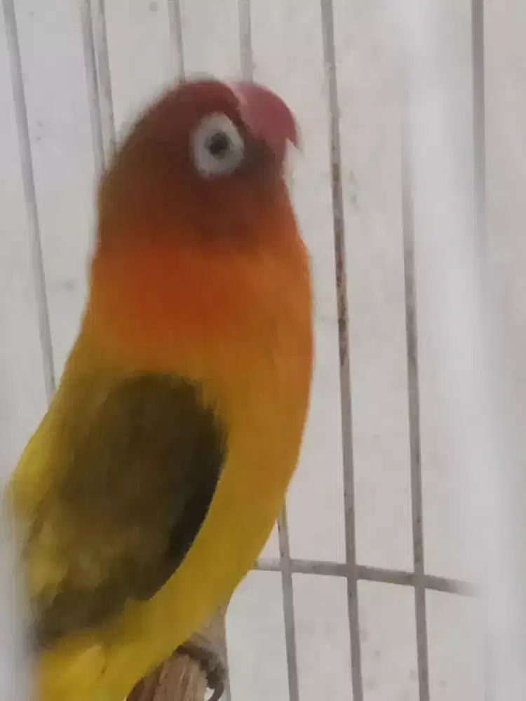 Jual lovebert biola Ewin betina produksi