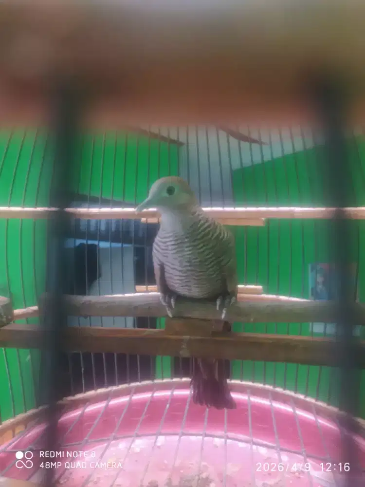 Perkutut Cemani Majapahit Dewasa Gacoran