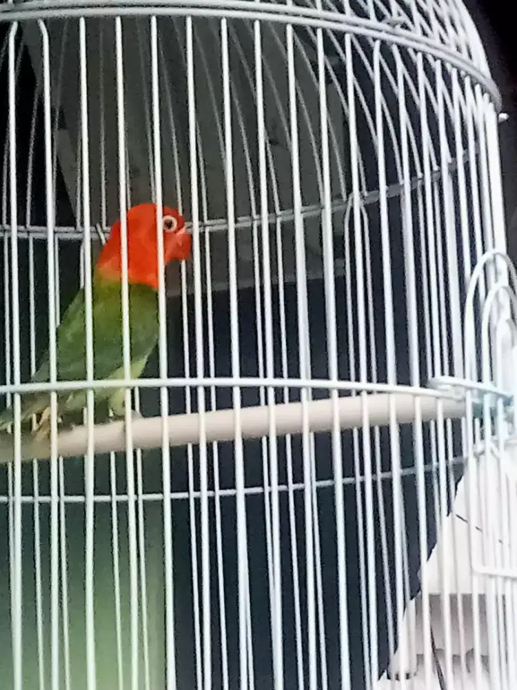 Jual lovebert biola green pedes jantan