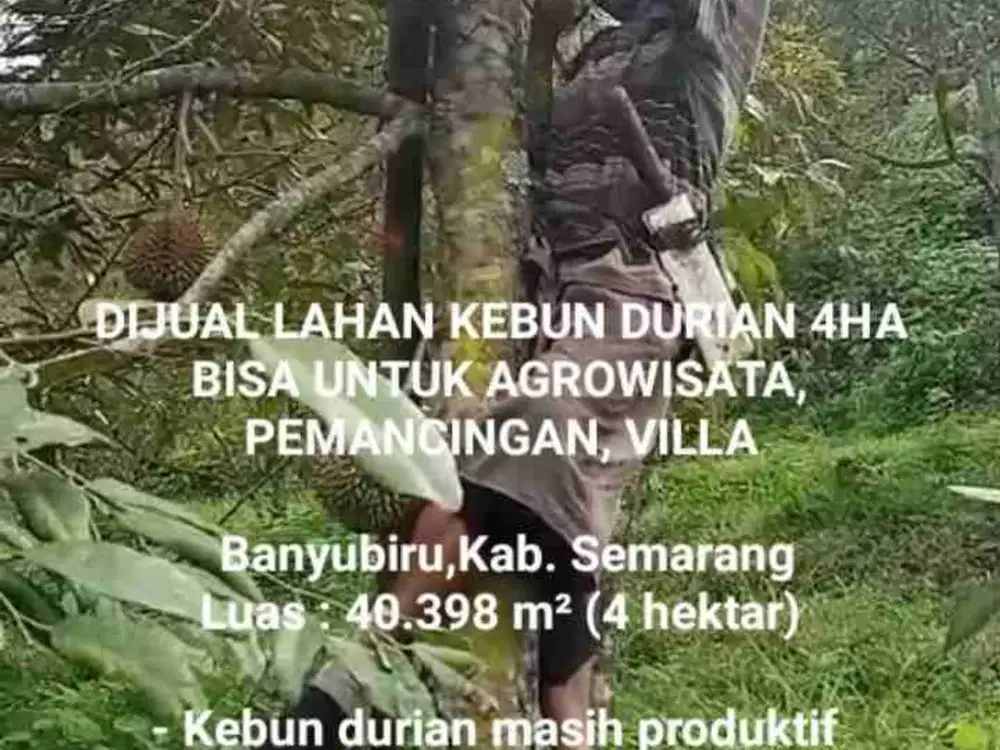 DIJUAL KEBUN DURIAN 4HA BISA UNTUK AGROWISATA, PERKEBUNAN, PEMANCINGAN, PABRIK AMDK, VILLA DLL, LOKASI BANYUBIRU KABUPATEN SEMARANG,DEKAT AMBARAWA