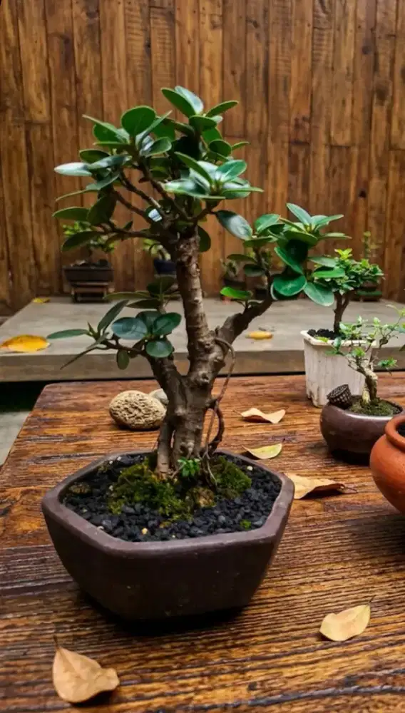 Bonsai ficus mangkok