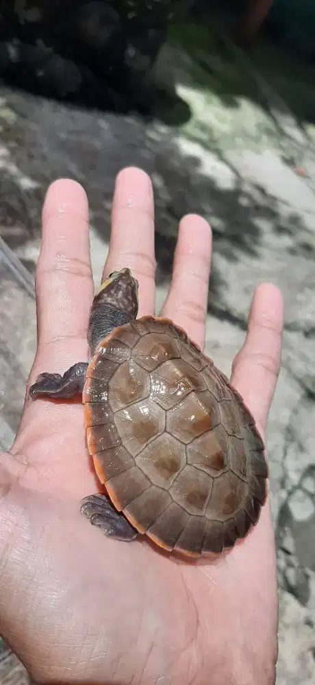 Kura-Kura Dada Merah (Damer) Rawatan