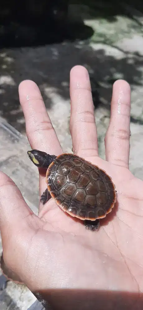 Kura-Kura Dada Merah (Damer) Rawatan