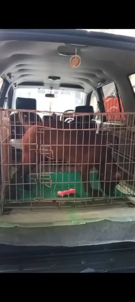 Jasa kirim hewan Anjing Kucing Jabodetabek