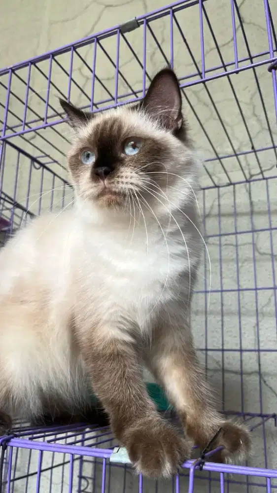 Himalayan betina proven