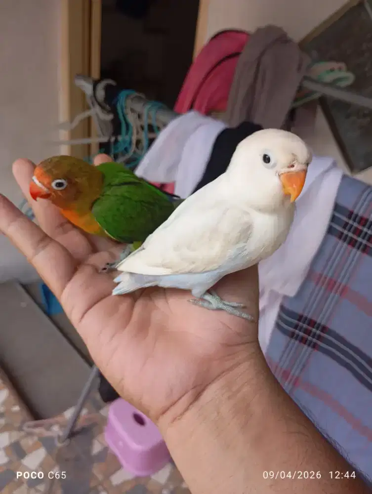 Burung Lovebird Jinak / lolohan Lovebird jinak