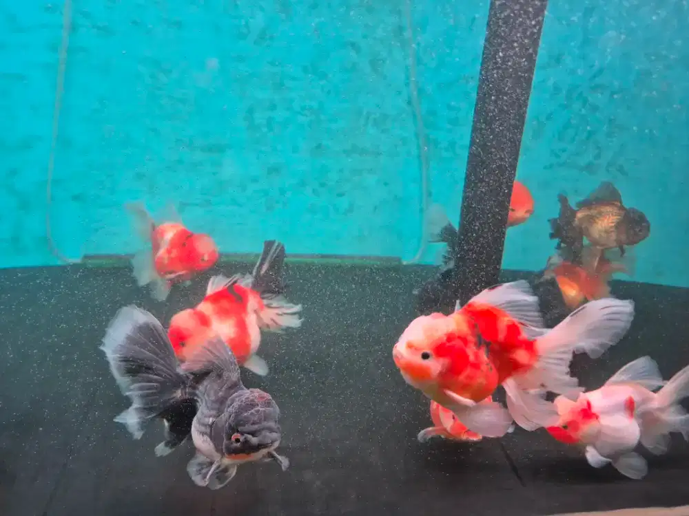 Ikan Mas Koki Oranda Rose Tail Jumbo Size 15-18 cm