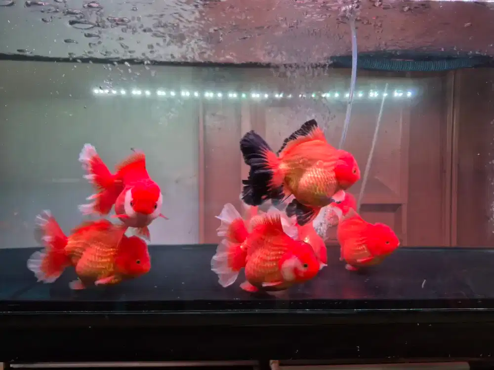 Ikan Maa Koki Oranda Red White Rose Tail Jumbo Size 15-16 cm