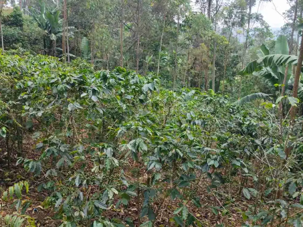 JUAL CEPAT TANAH KEBUN KOPI AKSES MASUK MOBIL CIWIDEY BANDUNG SELATAN