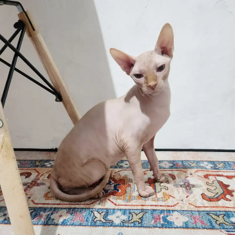 Sphynx jantan 5 bulanan