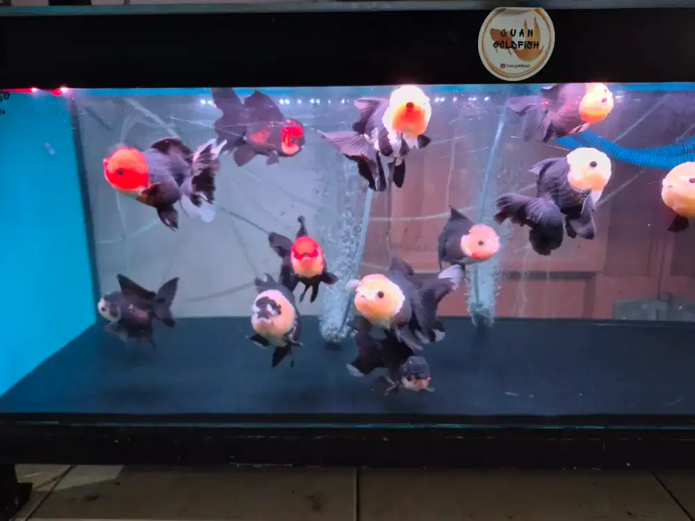 Ikan Mas Koki Oranda Panda & Tancho Size 12-14 cm