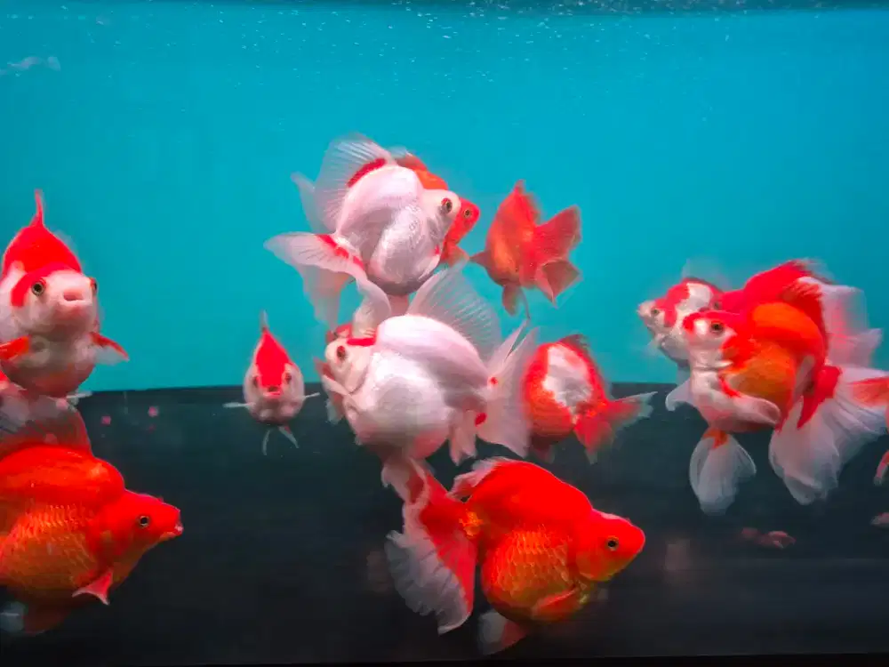 Ikan Mas Koki Ryukin Red White Size 12-14 cm