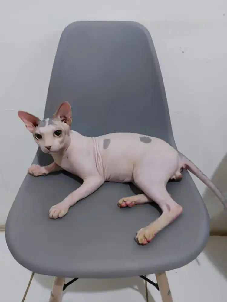 Jasa pacak kucing sphynx