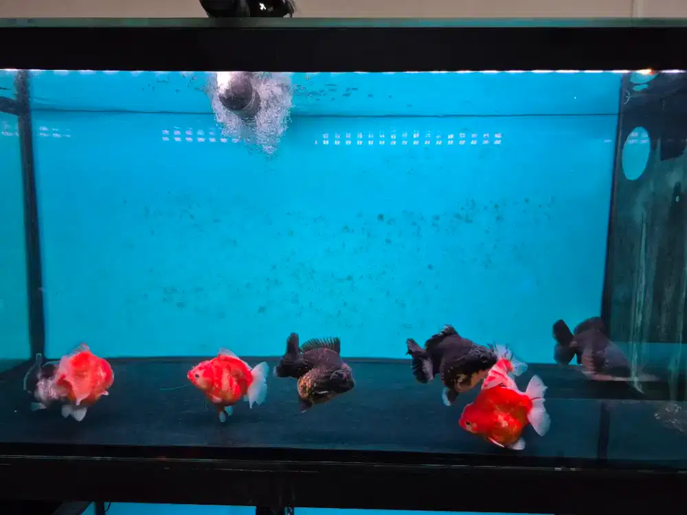 Ikan Mas Koki Oranda Short Tail Jumbo Size 13-15 cm