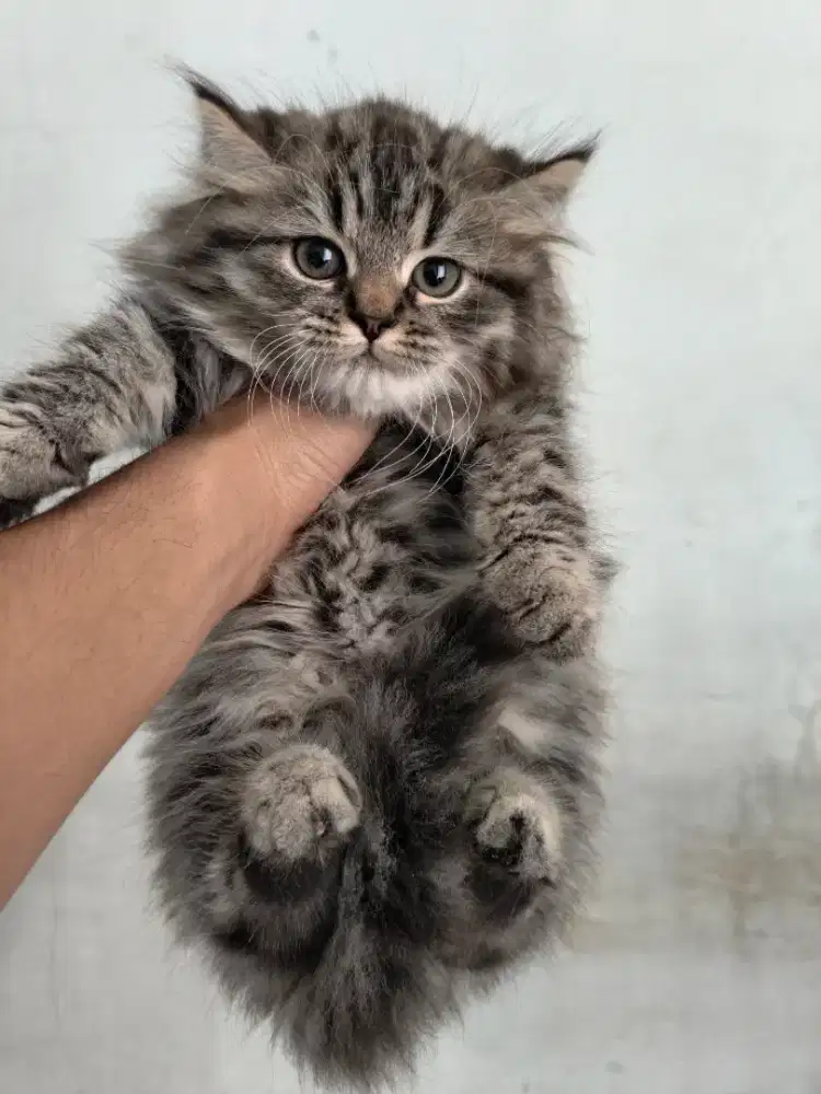 LA adopsi kucing persia