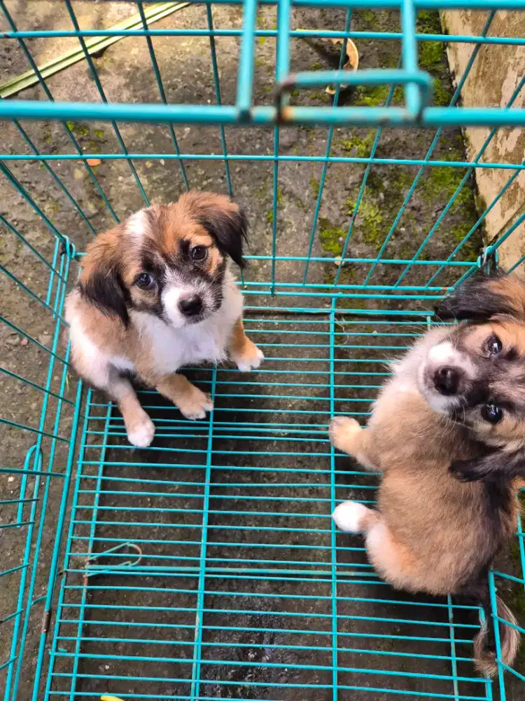 mix pom betina cakep